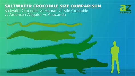 Saltwater Crocodile Size Comparison Their Size Vs Humans Az Animals