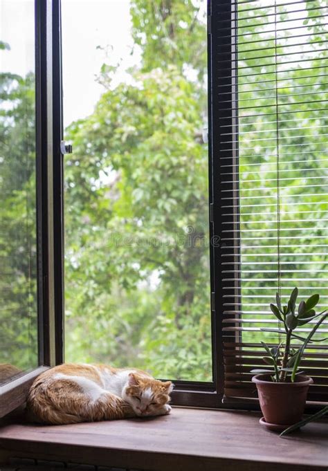 Cute Orange And White Cat Sleeping On Window Sill Stock Image Image