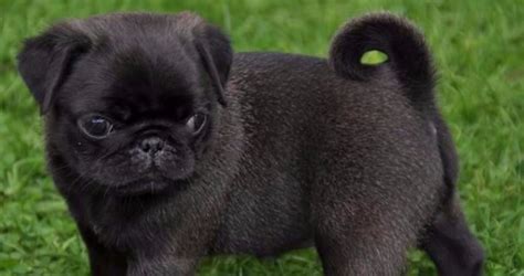 Сухой корм royal canin french bulldog 30 для щенков. Guide To Pug Puppies For Sale In Las Vegas