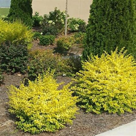 This Is What Looks Ideal Diy Landscape Design Shrubs For Landscaping