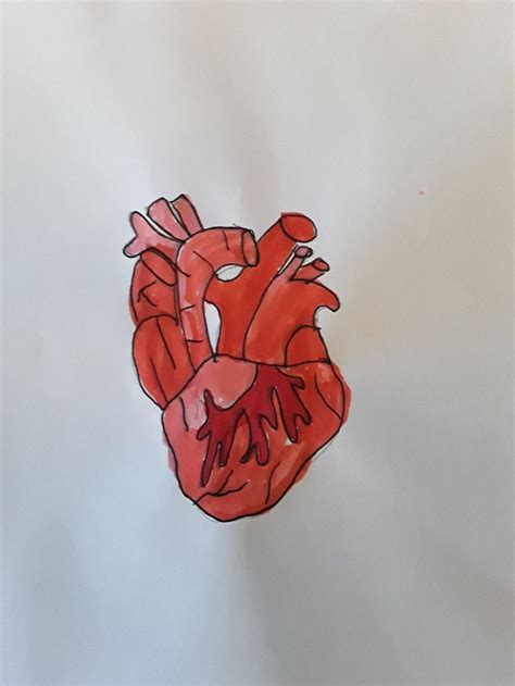 Dibujo Corazón Humano Dibujo De Corazon Humano Dibujos De Corazones
