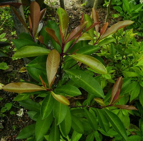 Bunga ini berwarna hijau keputihan ketika muda dan bertukar merah jambu ketika tua dimana ia selalunya akan keluar dari celah ketiak daun di balik daun. Flora Cintamu: Ulam Pucuk Merah..