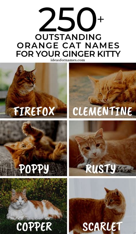 250 Outstanding Orange Cat Names Perfect For Your Ginger