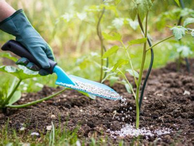 Fertilizers For Tomatoes When And How To Use Tomato Fertilizer