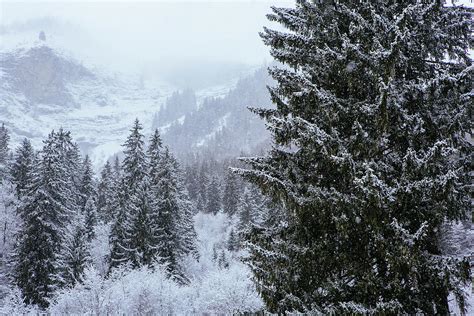 Winter Scene Of Coniferous Forest Photograph By Steele Burrow