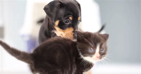 Watch Kittens Meet Puppies For The First Time And All Is Well In The