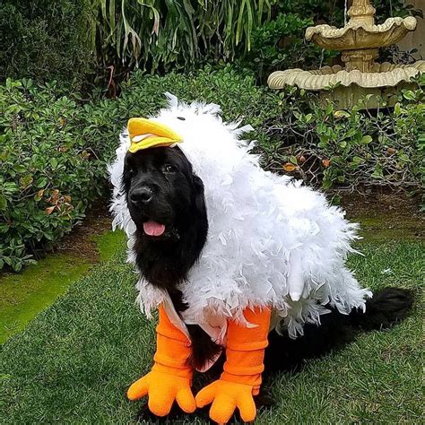 A Black Dog Dressed Up Like A Chicken Wearing Yellow Rubber Boots And A