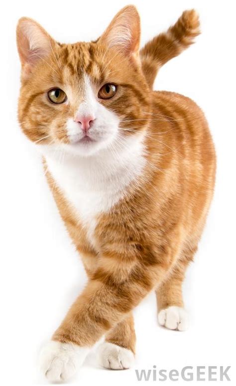 From their gorgeous coats of orange (and sometimes white) and their tendency to be the friendliest of felines, it's safe to say that ginger cats are one of the most colorful cats to share your home with. What is Codominance? (with pictures)
