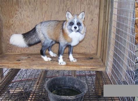 Calico Fox Fox Pups Fox Pets