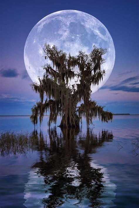 Full Moon Over Cypress Tree On Lake Istokpoga In Lake Placid Florida