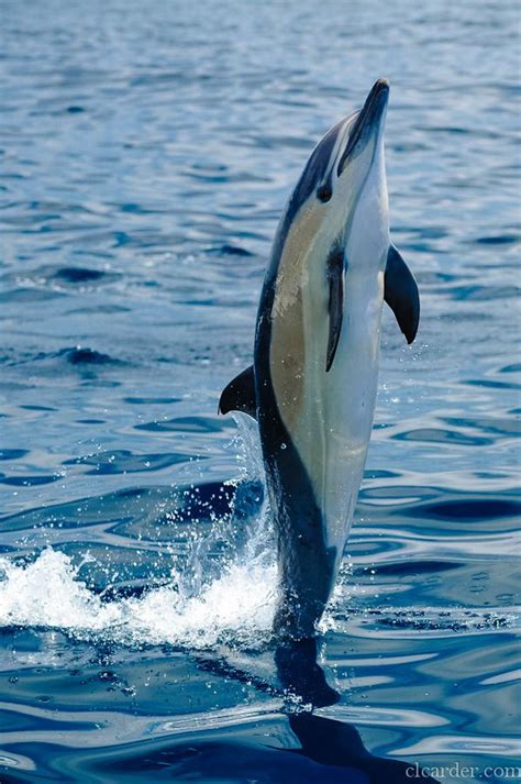 Like The Sky — Deepblueseawhales Short Beaked Common Dolphin