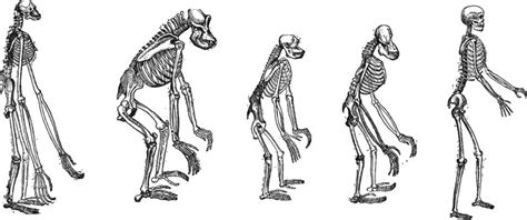 1 The Skeletons Of Gibbons Gorillas Chimpanzees Orangutans And