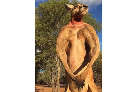 Internet Fave Roger The Buff Kangaroo Has Died The Star Online