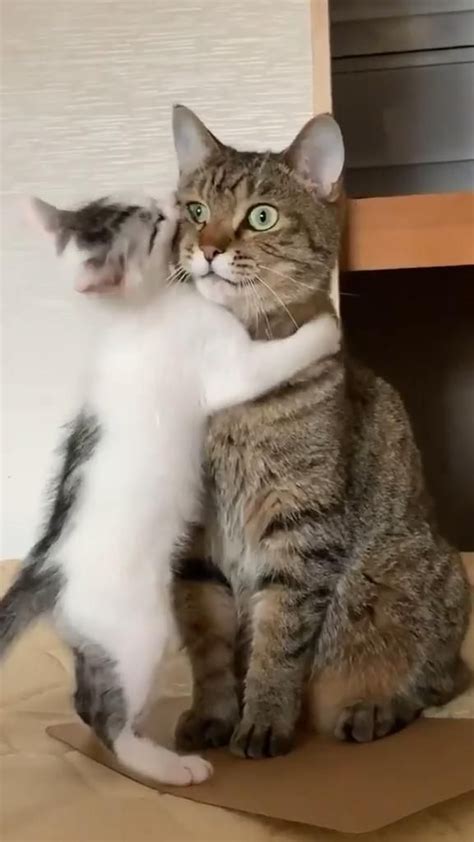 Two Cats Are Playing With Each Other On The Floor In Front Of A Wooden Table