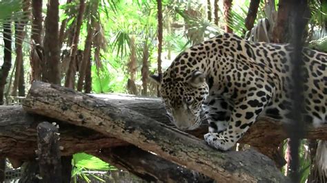 Jaguar Belize Zoo Ягуар зоопарк Белиз Ц Америка 387sp Youtube