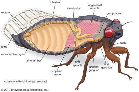 Homopteran Insects Morphology Feeding Britannica