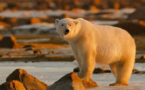 Polar Bear Full Hd Wallpaper And Background Image 2560x1600 Id478142