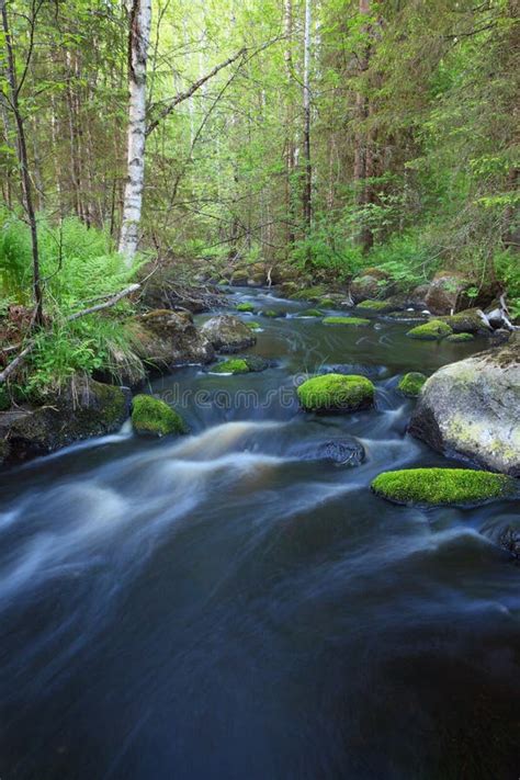Small Stream In Forest Stock Image Image Of Stream Exposure 98113475