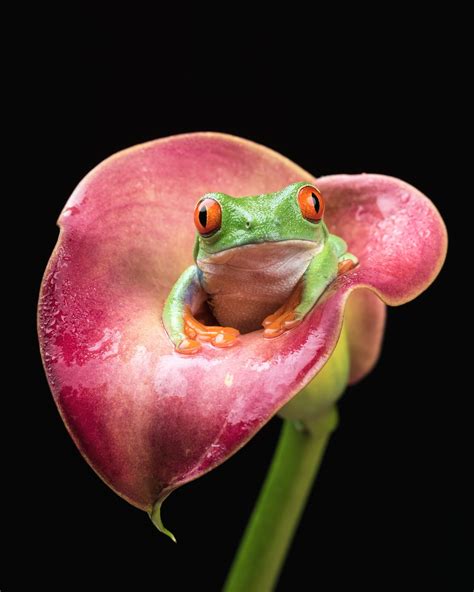 Green Frog On Pink Calla Lily Flower Red Eyed Tree Frog Red Eyed Tree