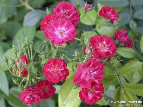 Buy Climbing Alberich Climbing Rose Agel Rosen