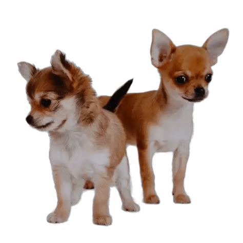 Two Chihuahuas Long And Short Haired Planet Chihuahua