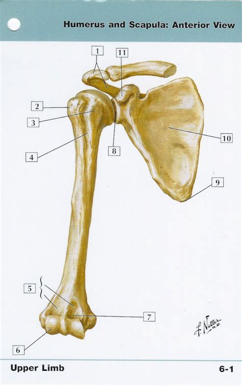 Humerus And Scapula Anterior View Anatomy Flash Card By Frank Etsy