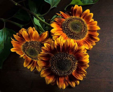 Autumn Beauty Sunflower 🌻 🍂 Unlock The Secrets To Stunning Fall Blooms