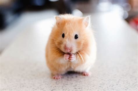 Hoe Oud Wordt Een Hamster Gemiddeld Dierennieuwsnl