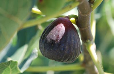 The key is that trees be totally dormant at planting. Texas Everbearing Fig Tree - Ison's Nursery & Vineyard