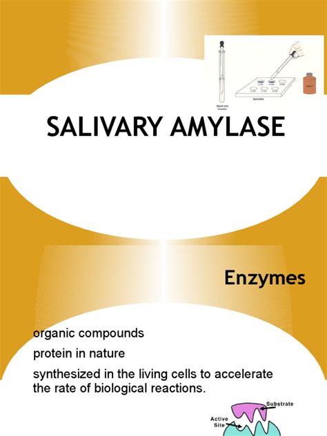 Salivary Amylase Enzyme Biochemistry