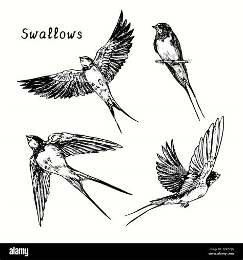 Flying Swallow Bird Drawing