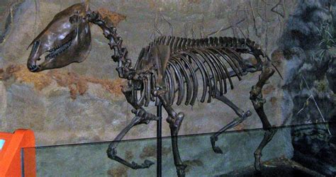 Colonial Era Horse Skeleton Found In St Augustine New Historian