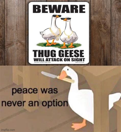 Beware Thug Geese Imgflip