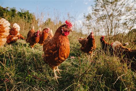 What Are Pasture Raised Eggs Vital Farms Eggs