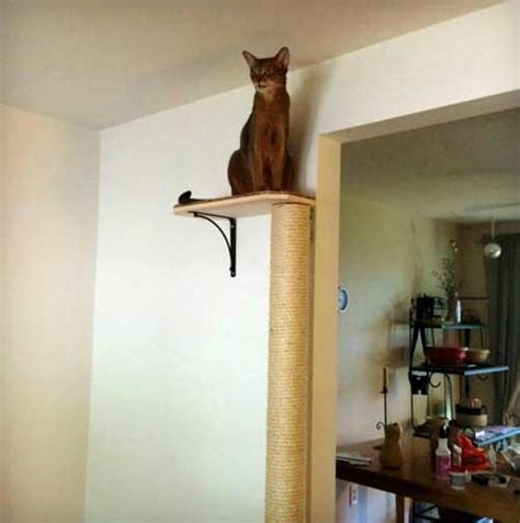 72 Inch Wall Mounted Cat Scratching Post - Slash Pets New stock arrived this is the home of the original cat scratcher and lounge in one!