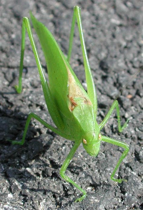 Katydid Grasshoppers Tettigoniidae 19a One Of Gods