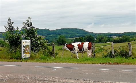 À quoi ça sert ? C EST QUOI CETTE AFFICHE photo et image | france, vache ...