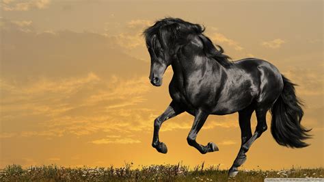 Black Horse Wallpaper 1920x1080 82400