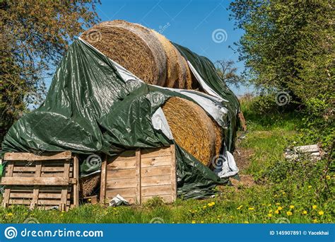 Straw Bale Compressed Stored And Covered With Tilt Stock Image