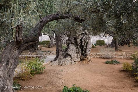Facts About The Garden Of Gethsemane Fasci Garden