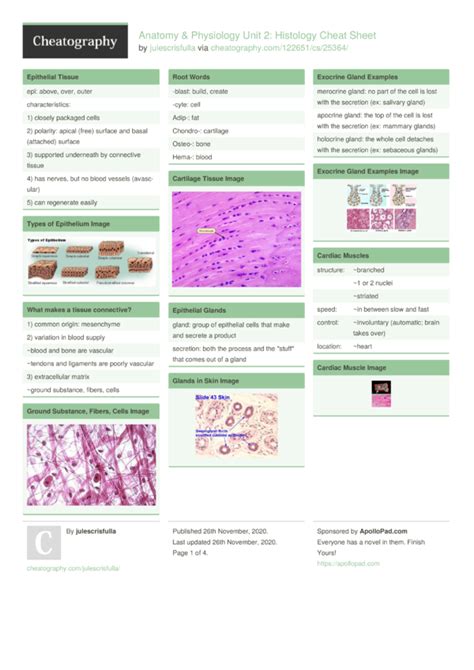 Anatomy And Physiology Unit 2 Histology Cheat Sheet By Julescrisfulla