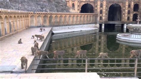 Monkey Temple In Jaipur India Youtube