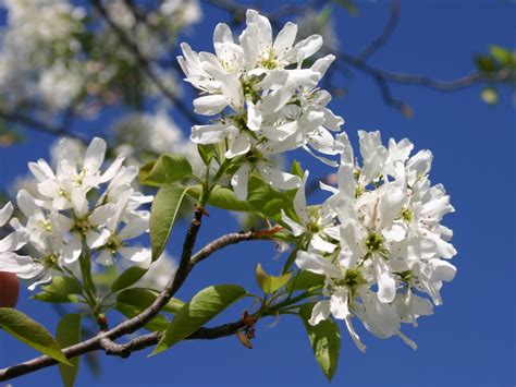 We offer for purchase, several varieties of container grown serviceberry trees for year round planting. Allegheny Serviceberry Organic Plant (Amelanchier laevis ...