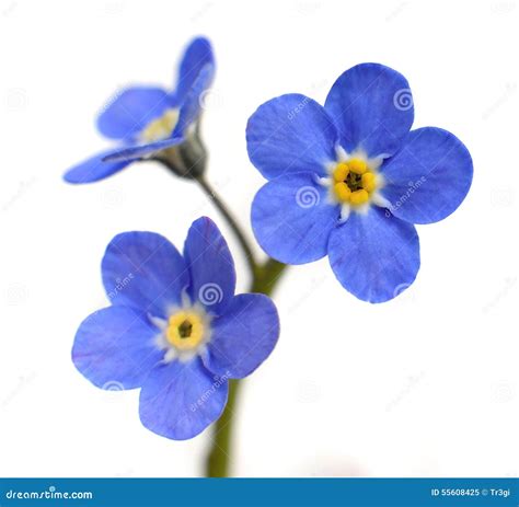 Forget Me Not Victoria Blue Flower Isolated On White Stock Photo