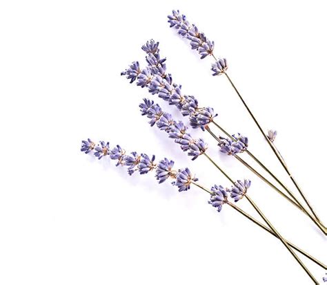 Lavender Stock Photos Pictures And Royalty Free Images Istock