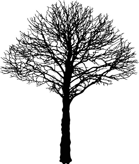 Contour Of A Black Urban Linden Tree In Vector Formtilia Cordata Vector
