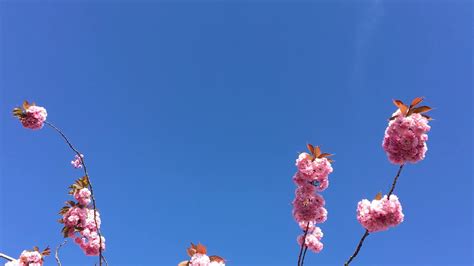 Flowering Cherry Tree Prunus Flowers Against Clear Sky April 2018 Youtube
