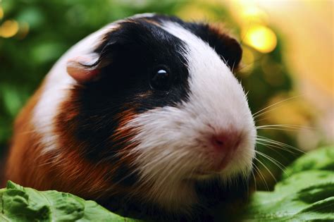 Shop online for your pet. Living with Guinea Pig Allergies | Petfinder