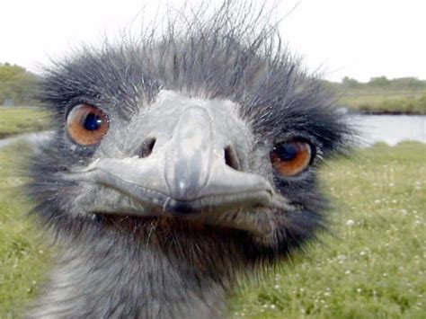 Always remember that evolution isn't purpose driven. 20 Animals Having A Bad Hair Day