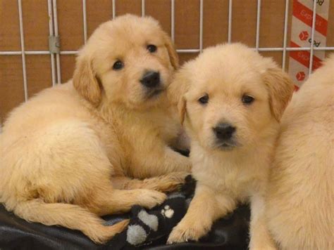 Purebred Golden Retriever Puppies For Sale In Phoenix Arizona